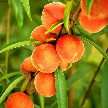 thumbnail for publication: Establishment and Production Costs for Peach Orchards in Florida: Enterprise Budget and Profitability Analysis